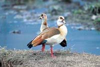 Egyptian Geese