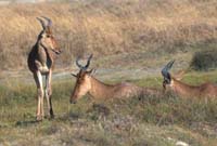 Hartebeest