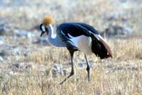 Crowned crane