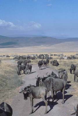 Wildebeest