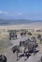 Wildebeest Herds