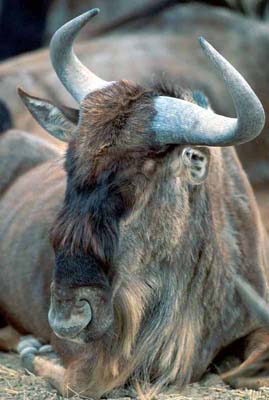 Wildebeest
