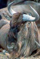 Wildebeest