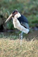 Marabou stork
