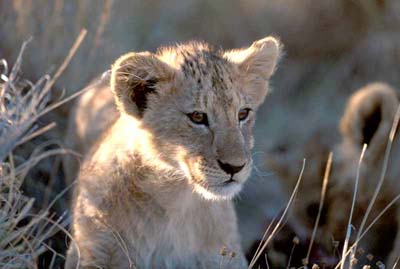 Lion Cub