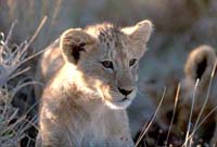 Lion Cub