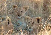 Lion cubs