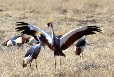 Crowned Cranes