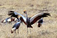 Crowned cranes