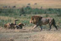 Lions playing
