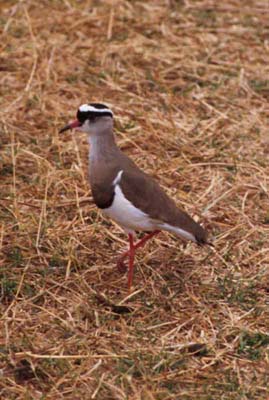 Crowned Plover