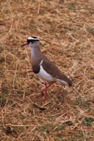 Crowned plover