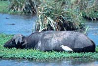 African Buffalo