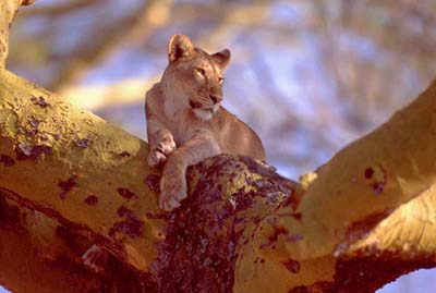Lion in a tree