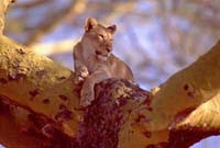 Lion in tree