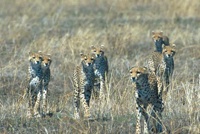 Cheetah family