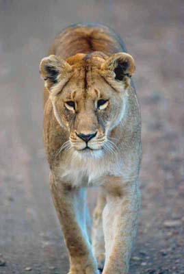 Lion in the Road