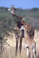 Giraffe and Baby