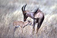 Mother and calf topi