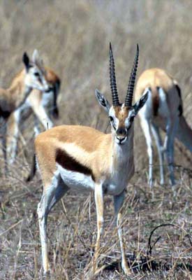 Thomson's Gazelle