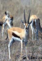 Thomson's Gazelle
