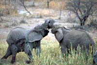 Elephant Disagreement
