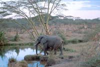 Elephant at a water hole