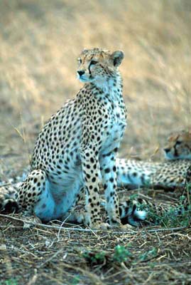 Cheetah