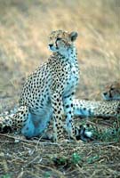 Cheetah family