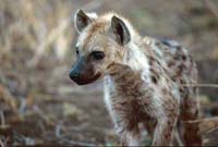 Spotted Hyena