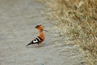 African Hoopoe