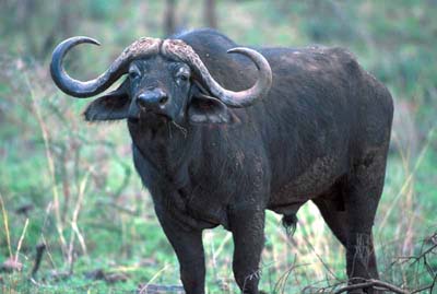 Cape Buffalo