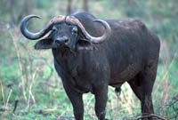 Cape buffalo