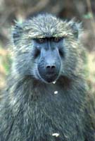 Baboon