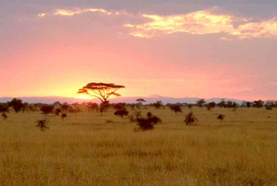 Sunrise on the Serengeti