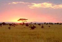 Sunrise over the Serengeti
