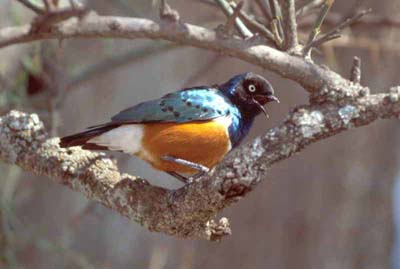 Superb Starling