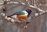 Superb starling