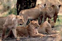 Lion pride