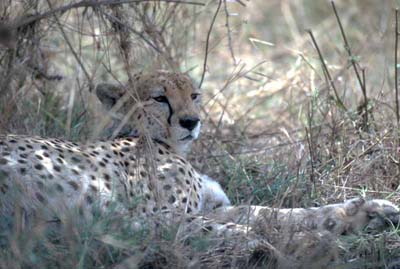 Cheetah