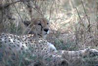 Cheetah