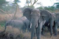 Elephant herd