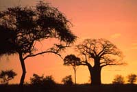 Dawn at Tarangire