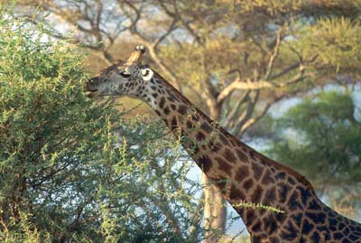 Giraffe in Tarangire