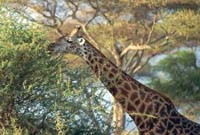 Giraffe
