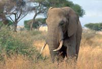 Elephant in Tarangire
