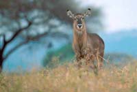 Defassa waterbuck