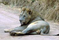 Lion in Road