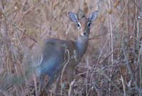 Dikdik in Tarangire