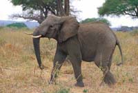 Elephant